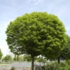 Robinia Pseudo. 'Umbraculifera', Kugel-Robinie - Hochstamm 1 Robinia Pseudo. 'Umbraculifera', Kugel-Robinie - Hochstamm -Gartenserien Laden kugel robinie 1280x1280