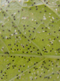Schlupfwespe (Art.Nr. KB3056) -Gartenserien Laden larven parasitiert 80549 1 1280x1280