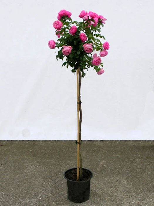 Rosen-Stämmchen Leonardo Da Vinci ® - Meilland 5 Rosen-Stämmchen Leonardo Da Vinci ® - Meilland - Image 3