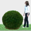 Ligusterkugel, Ligustrum Vulgare Atrovirens - XXL-Produkt -Gartenserien Laden liguster kugel 105 j 1280x1280