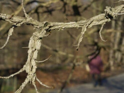 Liquidambar Styraciflua, Amberbaum -Gartenserien Laden liquidambar styraciflua ast 1280x1280