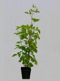 Brombeere 'Loch Ness' -Gartenserien Laden loch ness topf 1280x1280