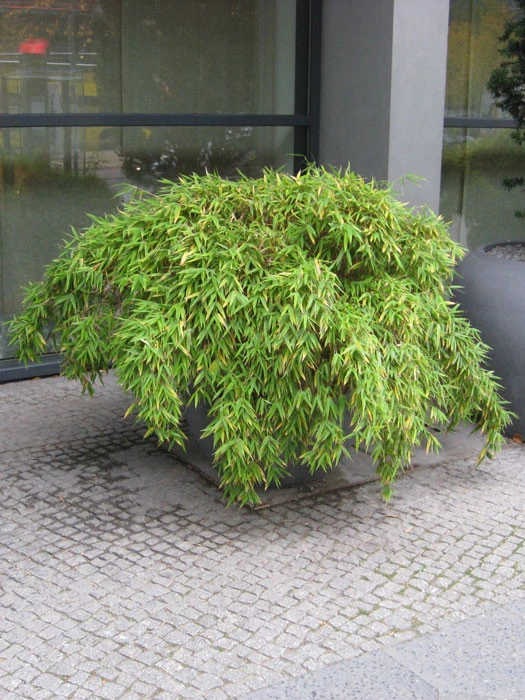 Fargesia Murielae 'Simba', Löwenbambus, Mähnenbambus 5 Fargesia Murielae 'Simba', Löwenbambus, Mähnenbambus - Image 3