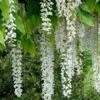 Wisteria Floribunda 'Longissima Alba', Blauregen 1 Wisteria Floribunda 'Longissima Alba', Blauregen -Gartenserien Laden longissima alba 1280x1280