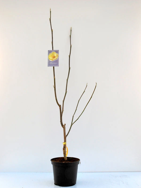 Magnolia 'Honey Tulip', Magnolie 4 Magnolia 'Honey Tulip', Magnolie - Image 2