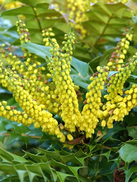 Mahonia Media 'Winter Sun', Mahonie 3 Mahonia Media 'Winter Sun', Mahonie