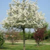 Malus Evereste, Zierapfel - Hochstamm 2 Malus Evereste, Zierapfel - Hochstamm -Gartenserien Laden malus evereste baum 1280x1280