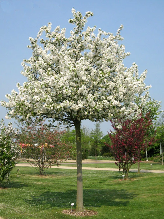 Malus Evereste, Zierapfel - Hochstamm 3 Malus Evereste, Zierapfel - Hochstamm