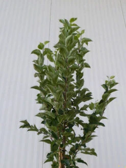 Malus Evereste, Zierapfel - Hochstamm 13 Malus Evereste, Zierapfel - Hochstamm -Gartenserien Laden malus evereste krone55599d089afb8 1280x1280