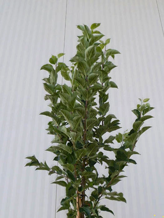 Malus Evereste, Zierapfel - Hochstamm 8 Malus Evereste, Zierapfel - Hochstamm - Image 6