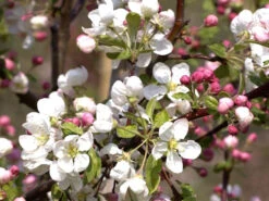 Malus Evereste, Zierapfel - Hochstamm 10 Malus Evereste, Zierapfel - Hochstamm -Gartenserien Laden malus evereste55599d0815025 1280x1280