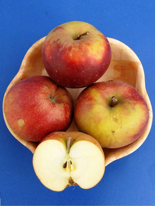 Apfel Roter Boskoop 2 Apfel Roter Boskoop