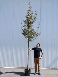 Malus Sargentii 'Rudolph', Zierapfel - Hochstamm -Gartenserien Laden malus rudolph hochstamm 1280x1280