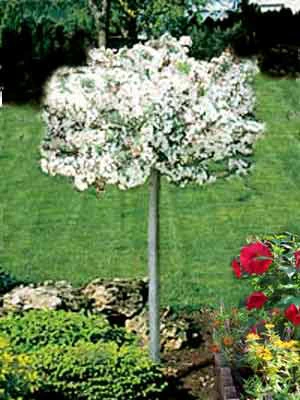 Malus 'Tina', Zierapfel - Stämmchen 3 Malus 'Tina', Zierapfel - Stämmchen