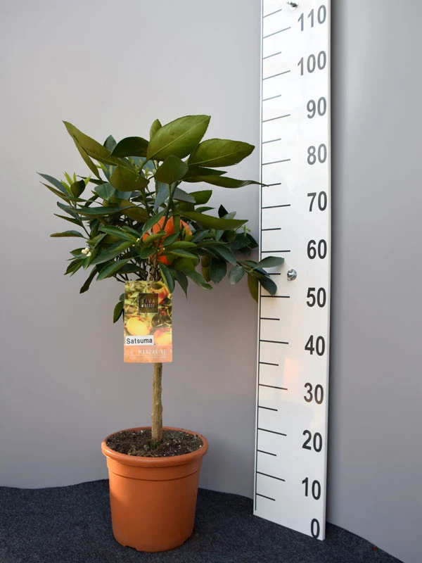 Mandarinenbaum, Citrus Reticulata 3 Mandarinenbaum, Citrus Reticulata