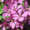 Clematis 'Margret Hunt' -Gartenserien Laden margret hunt clematis 1280x1280