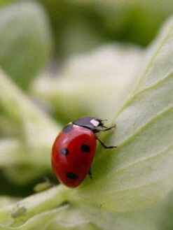 7-Punkt-MarienkÀfer (Art.Nr. KB2016)