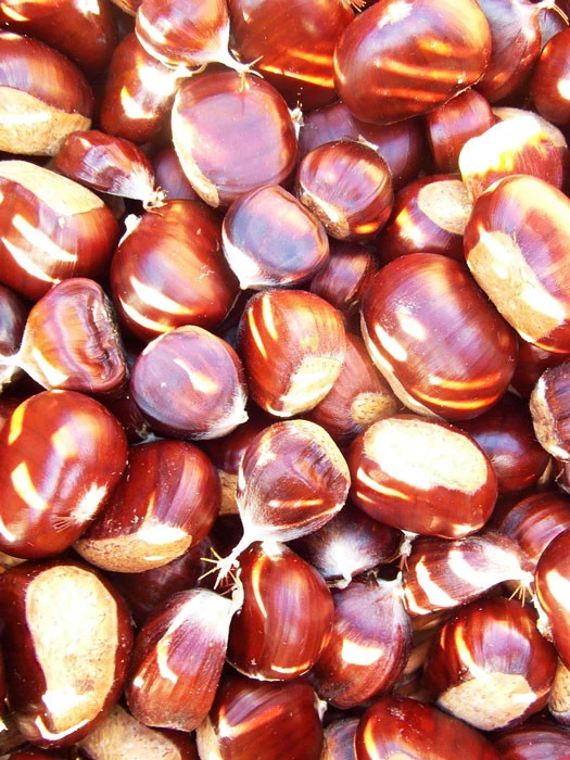 Esskastanie/Marone 'Marigoule' 3 Esskastanie/Marone 'Marigoule'