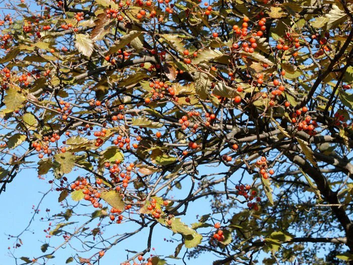 Sorbus Intermedia, Schwedische Mehlbeere 4 Sorbus Intermedia, Schwedische Mehlbeere - Image 2