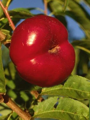 Tellernektarine 'Mesembrine' 3 Tellernektarine 'Mesembrine'