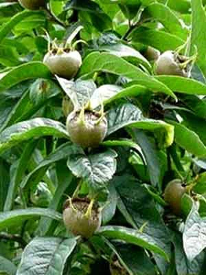 Mespilus Germanica, Mispel 4 Mespilus Germanica, Mispel - Image 2