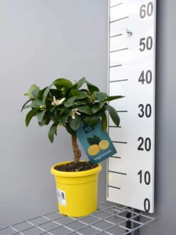 Zitronenbaum 'Meyerzitrone' - Lemon Time® 10 Zitronenbaum 'Meyerzitrone' - Lemon Time® -Gartenserien Laden meyer zitrone klein 1 1280x1280