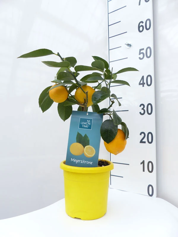 Zitronenbaum 'Meyerzitrone' - Lemon Time® 5 Zitronenbaum 'Meyerzitrone' - Lemon Time® - Image 3