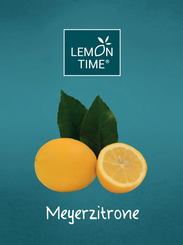 Zitronenbaum 'Meyerzitrone' - Lemon Time® 4 Zitronenbaum 'Meyerzitrone' - Lemon Time® - Image 2
