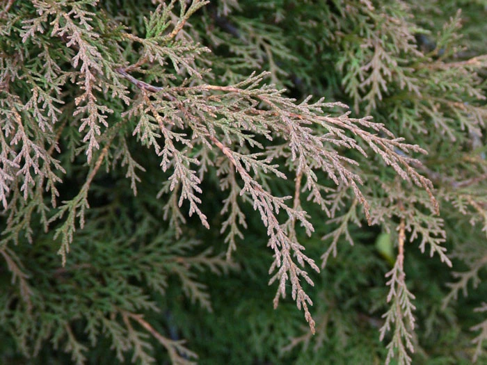 Microbiota Decussata, Fächer-Wacholder 4 Microbiota Decussata, Fächer-Wacholder - Image 2