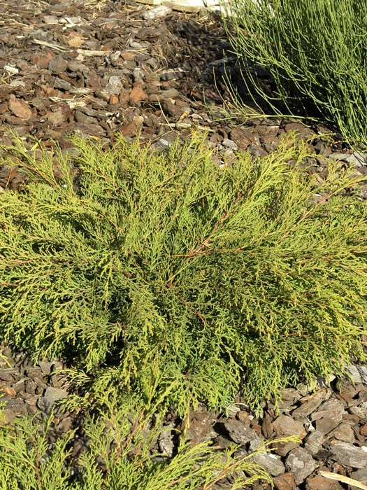 Microbiota Decussata, Fächer-Wacholder 3 Microbiota Decussata, Fächer-Wacholder