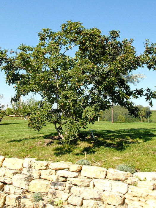 Mespilus Germanica, Mispel 5 Mespilus Germanica, Mispel - Image 3