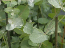 Eucalyptus Gunnii, Mostgummi-Eukalyptus
