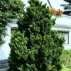 Chamaecyparis Obtusa 'Nana Gracilis', Kleine Muschelzypresse -Gartenserien Laden muschelzypresse gracilis 1280x1280