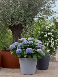 Pflanzkübel Napoli -Gartenserien Laden napoli stimmung 1280x1280