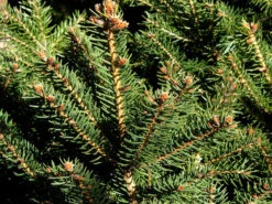 Gartenserien Laden -Gartenserien Laden nest fichte 1280x1280