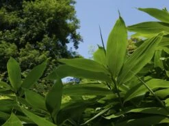 Sasa Palmata 'Nebulosa', Niedriger Großblattbambus -Gartenserien Laden niedriger grossblattbambus 1280x1280