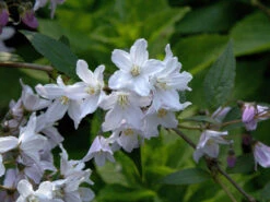 Deutzia Rosea, Niedriger Maiblumenstrauch -Gartenserien Laden niedriger maiblumenstrauch61a4d02bbae13 1280x1280