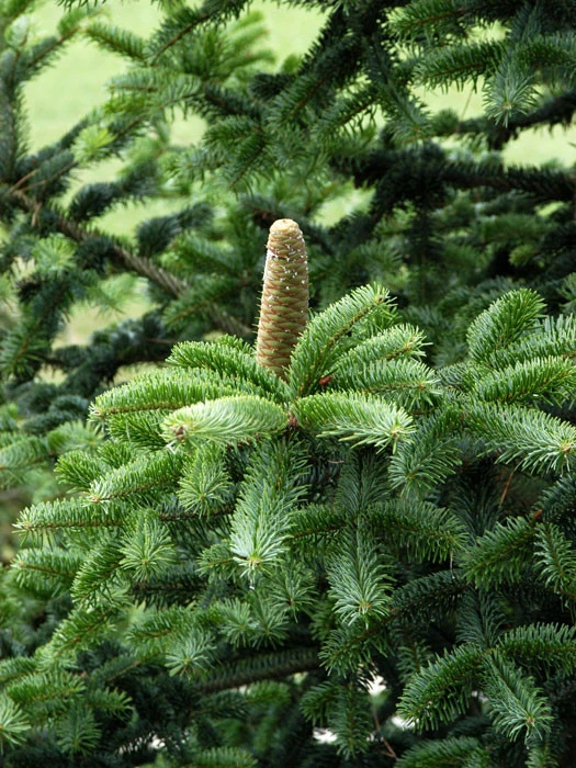 Abies Nordmanniana, Nordmanntanne 4 Abies Nordmanniana, Nordmanntanne - Image 2