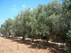 Olea Europaea, Olive -Gartenserien Laden olivenbaum5c1ca8678ae90 1280x1280
