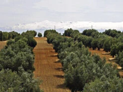 Olea Europaea, Olive -Gartenserien Laden olivenfeld5c1ca8686a87b 1280x1280