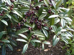 Prunus Laurocerasus 'Otto Luyken', Kirschlorbeer -Gartenserien Laden otto luyken beeren 1280x1280