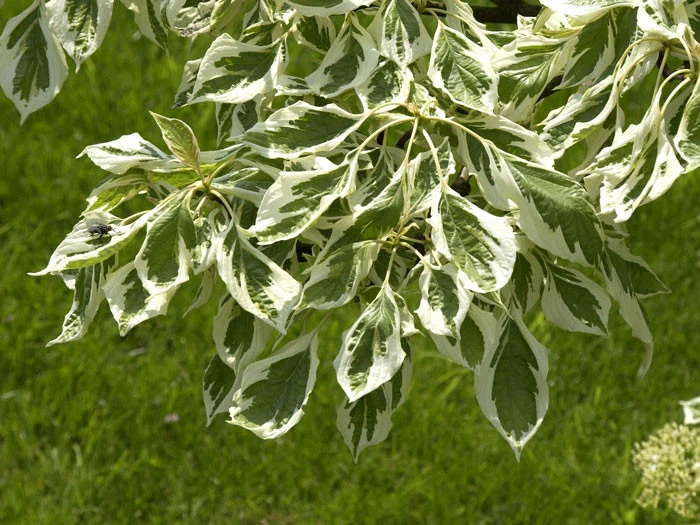 Cornus Controversa 'Variegata' 4 Cornus Controversa 'Variegata' - Image 2