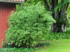 Fargesia Murielae 'Panda', Schirmbambus