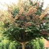 Parrotia Persica, Persischer Eisenholzbaum - Hochstamm -Gartenserien Laden parrotia persica j8 78229 0 78229 0 1280x1280