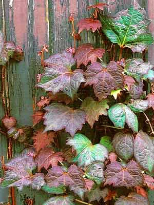 Parthenocissus Tricuspidata 'Veitchii Purpurea', Selbstklimmender Wilder Wein, Rotlaubig 4 Parthenocissus Tricuspidata 'Veitchii Purpurea', Selbstklimmender Wilder Wein, Rotlaubig - Image 2