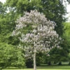 Paulownia Tomentosa, Blauglockenbaum -Gartenserien Laden paulownia tomentosa 1280x1280
