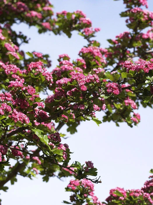 Crataegus Laevigata 'Paul's Scarlet', Echter Rotdorn 3 Crataegus Laevigata 'Paul's Scarlet', Echter Rotdorn