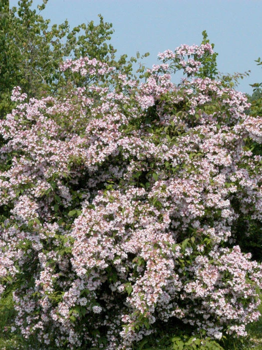 Kolkwitzia Amabilis, Kolkwitzie, Perlmuttstrauch 3 Kolkwitzia Amabilis, Kolkwitzie, Perlmuttstrauch