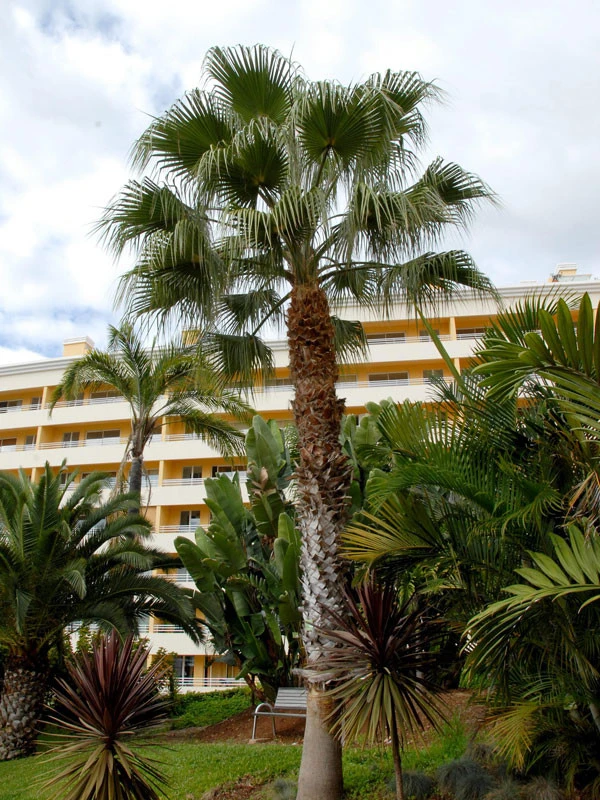 Washingtonia Robusta, Petticoatpalme 3 Washingtonia Robusta, Petticoatpalme