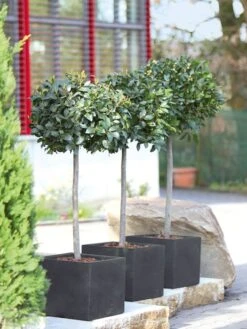 Pflanzkübel Capri -Gartenserien Laden pflanzkuebel capri bepflanz 1280x1280